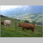 20070609049_priba.jpg