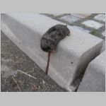 20080607015.jpg
